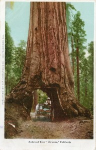 Redwood Tree, Wawona, California              